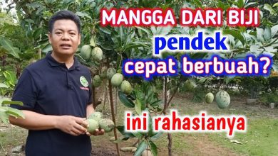 8 Cara Agar Mangga Dari Biji Pendek Dan Cepat Berbuah - Hasilnya Bikin Kaget!